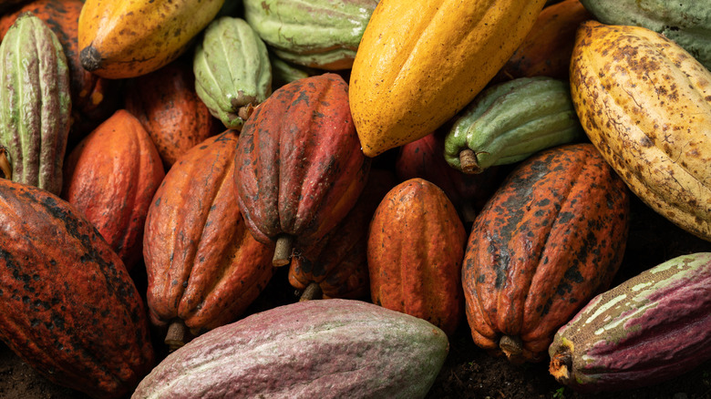 Close-up of colorful cacao pods