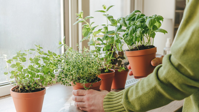 Hands holding pots with herbs in kitchen