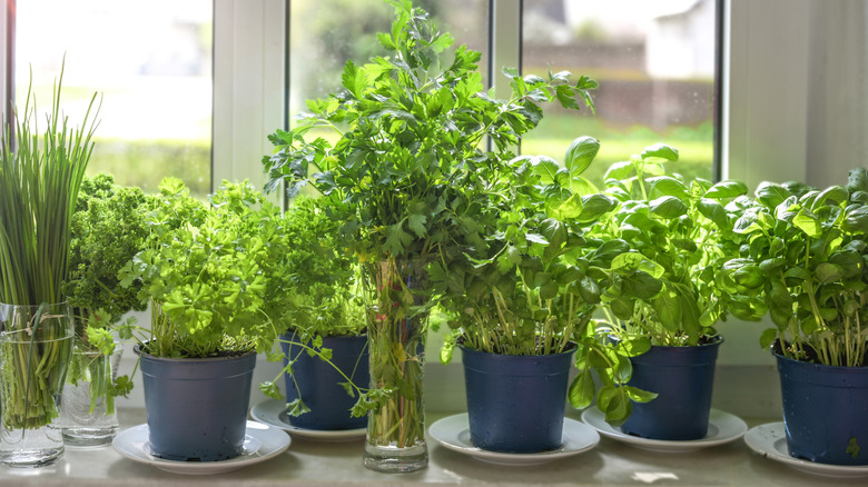 Pots of fresh herbs on a windowsill
