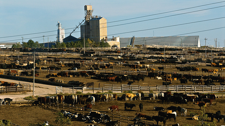 Large scale cattle farm in Kansas