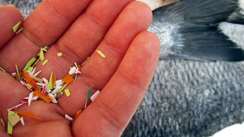 Pieces of plastic from the ocean in someone hand
