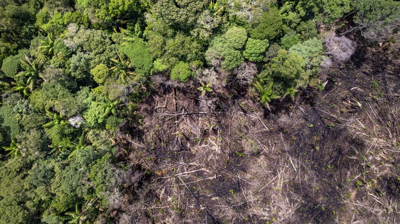 Amazon rainforest being destroyed