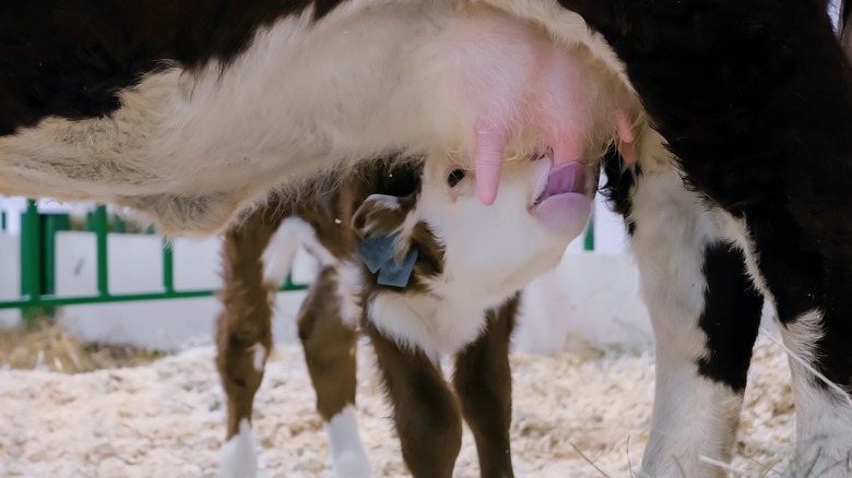 Small calf drinking milk from it's mother's udder