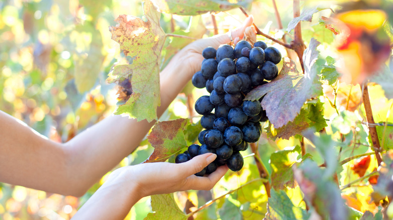 hands holding bunch of grapes