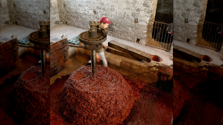 cellar worker pressing grapes in palmento