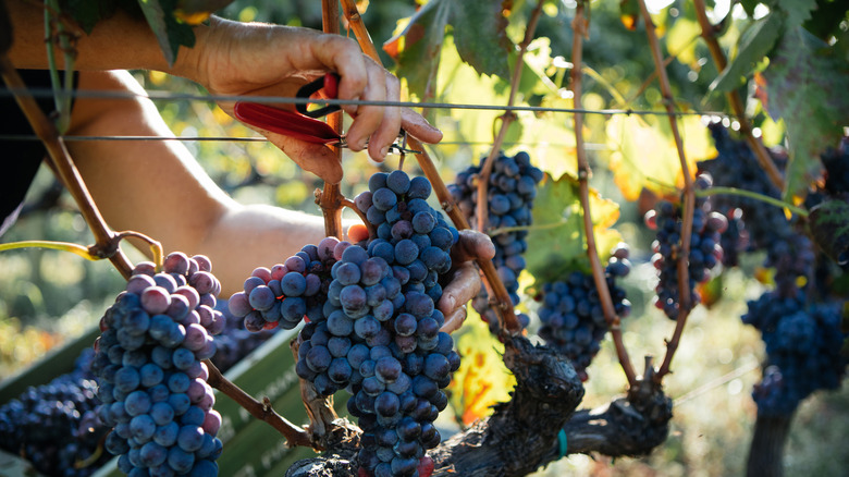 red wine grapes being harvested