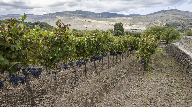 sicilian vineyard