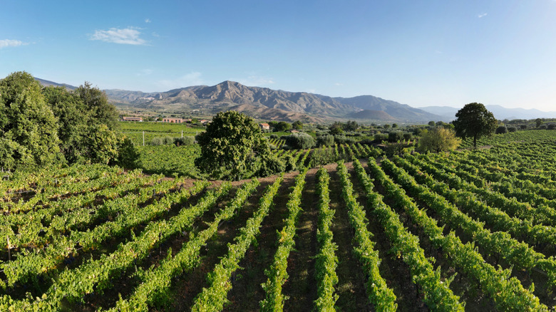 sicilian vineyard landscape