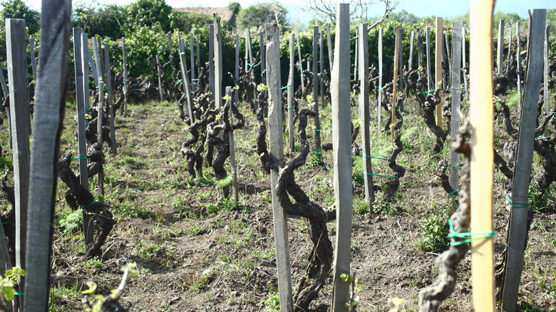 pre phylloxera vineyards in etna