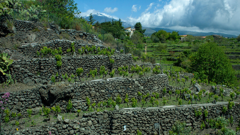 terraced vineyards in sicily