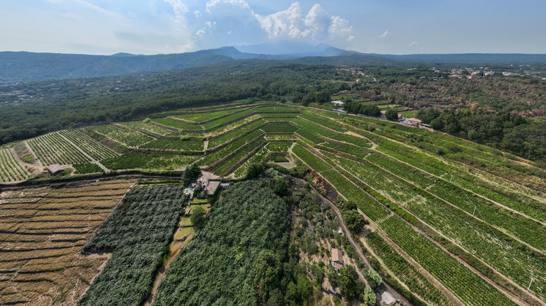vineyards on mt etna slopes