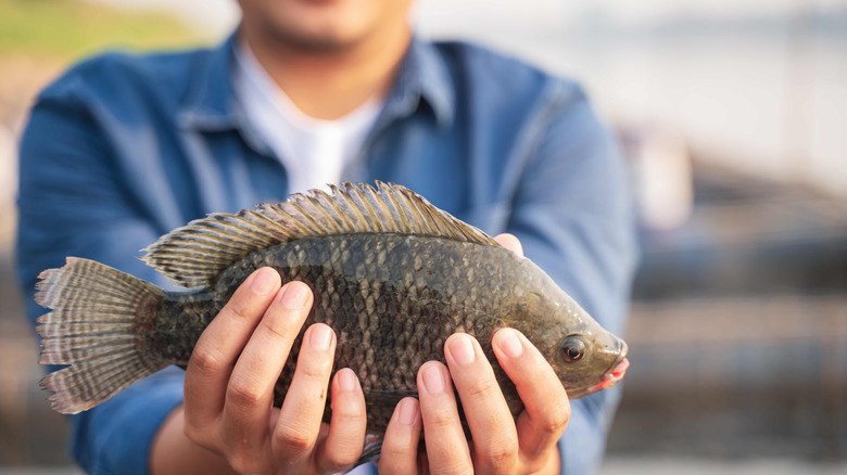 Person holding tilapia