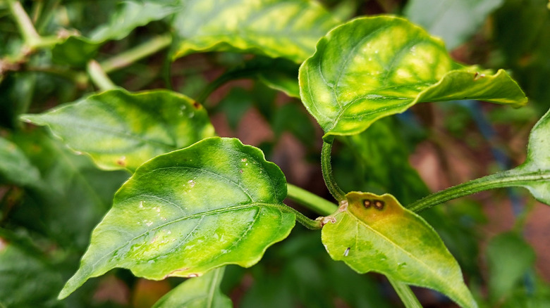 A close up of leaves showing the early signs of disease