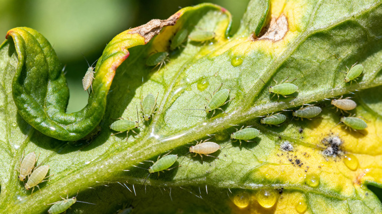 An infestation of aphids shown on the underside of a leaf