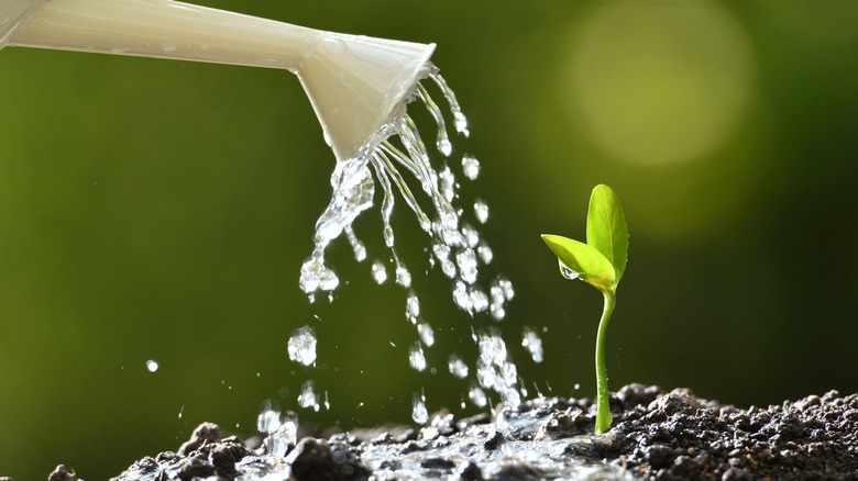 A young seedling being watered by a small watering can