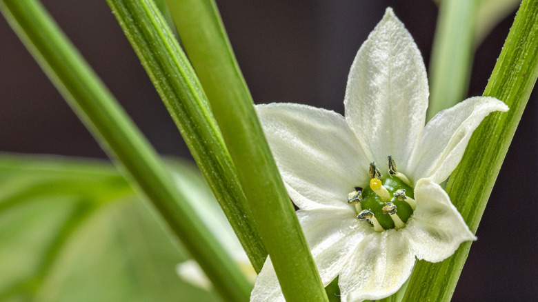 A close up of a pepper flower, showing early signs of the fruit emerging