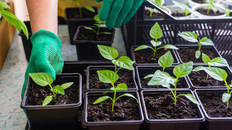 A tray of young and healthy pepper seedlings showing healthy early growth