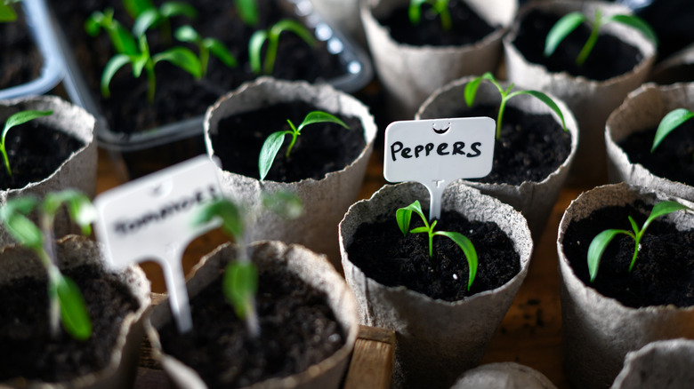 Pepper seedlings kept in cardboard pots in healthy, moist soil