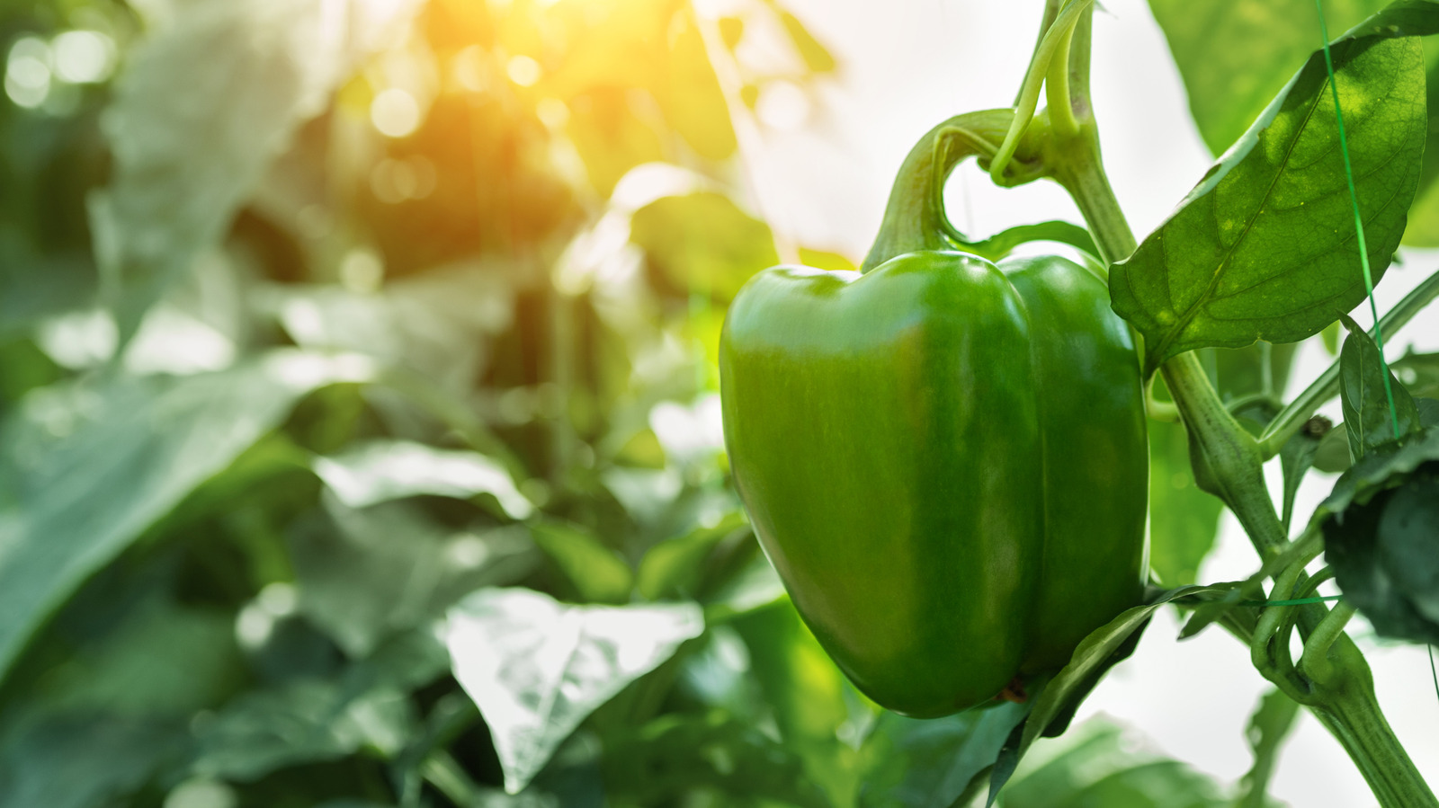 15 Tips For Growing Perfect Peppers - Tasting Table
