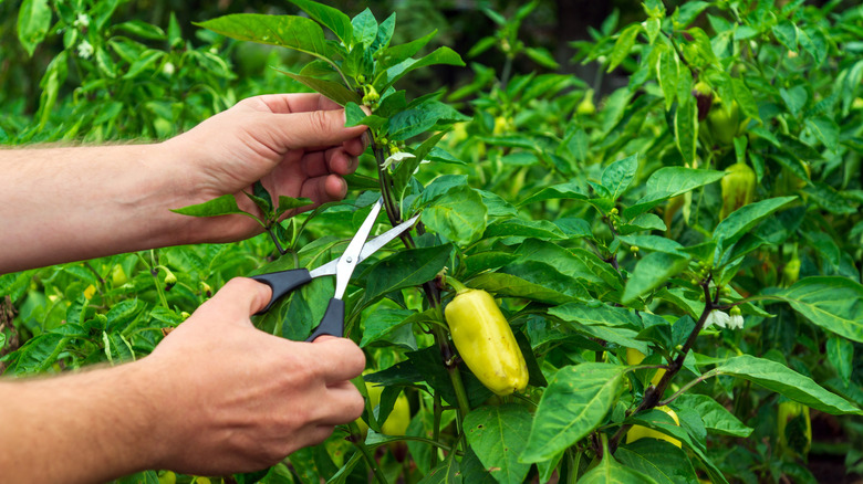 A person shown cutting a pepper plant with sharp and clean scissors