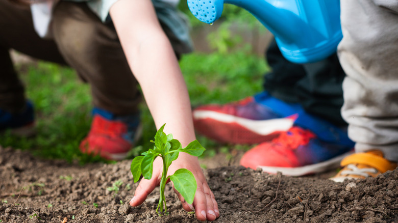 A young pepper plant placed in the soil, ready to be watered