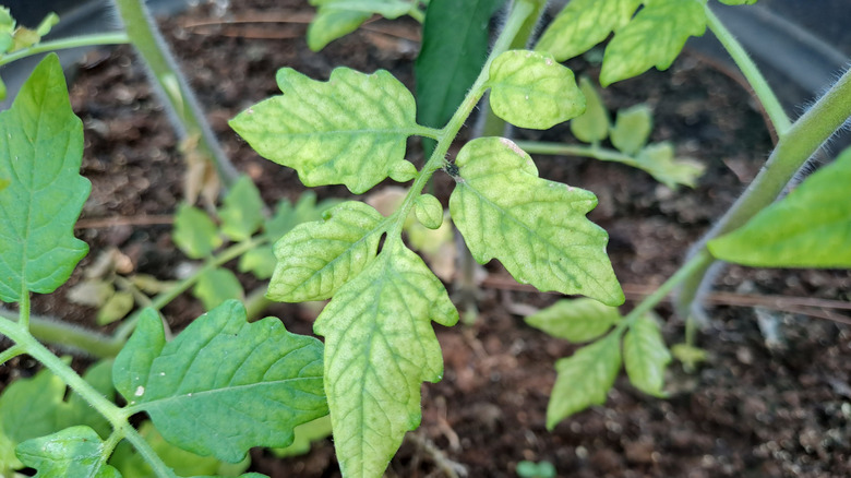 A top down view of a branch of leaves showing yellowing and discoloration