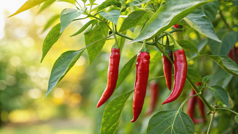 A close up of healthy chili peppers growing on the plant