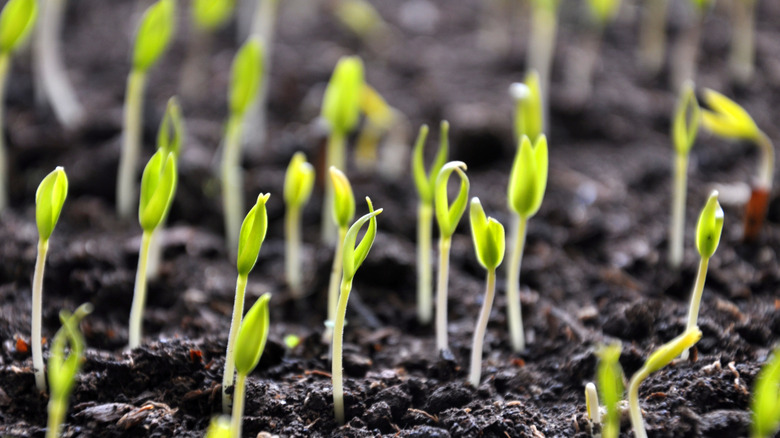 A close up of a large number of seedlings emerging from a seed tray