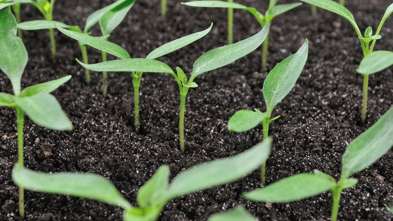 A close up of pepper seeding in soil that looks fertilized and rich