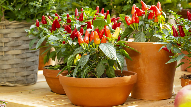A collection of pepper plants in pots being grown outdoors