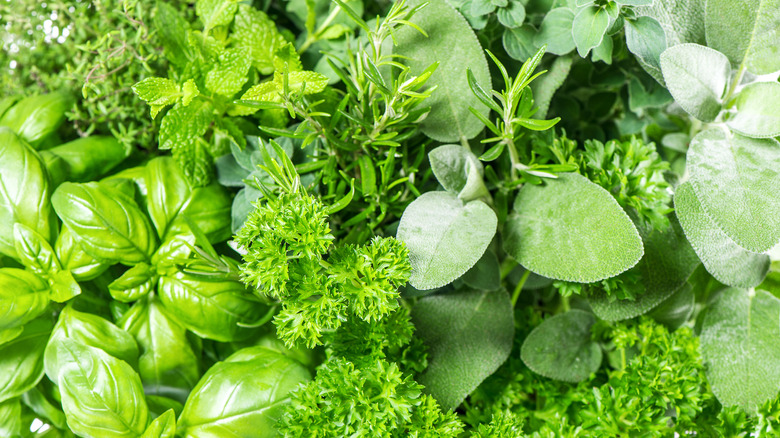 A close up of various green herbs filling the frame