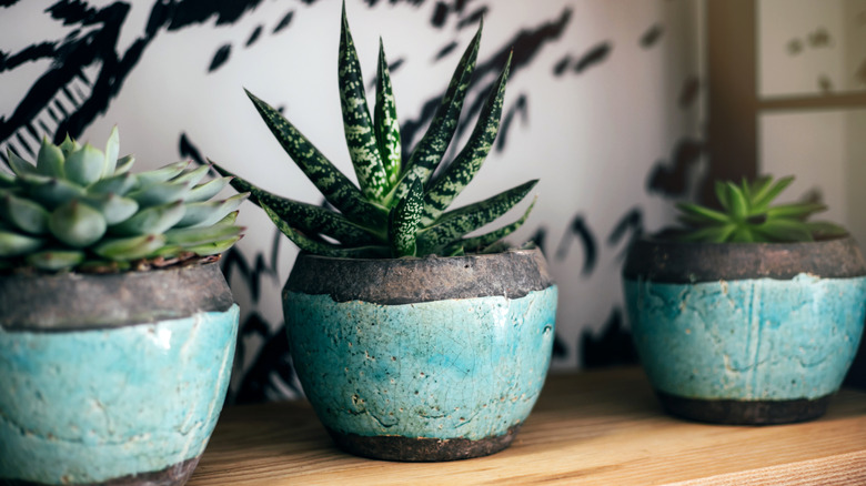 Wooden shelf filled with plants