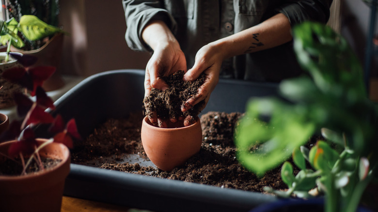 Close up of a person filling a terracotta pot with soil house plants are in the forefront and background