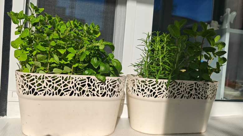 Herbs (basil, mint and rosemary) in decorative cream pots on a sunny windowsill