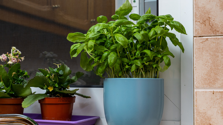 Blue and terracotta pots basil and other plants on a window ledge