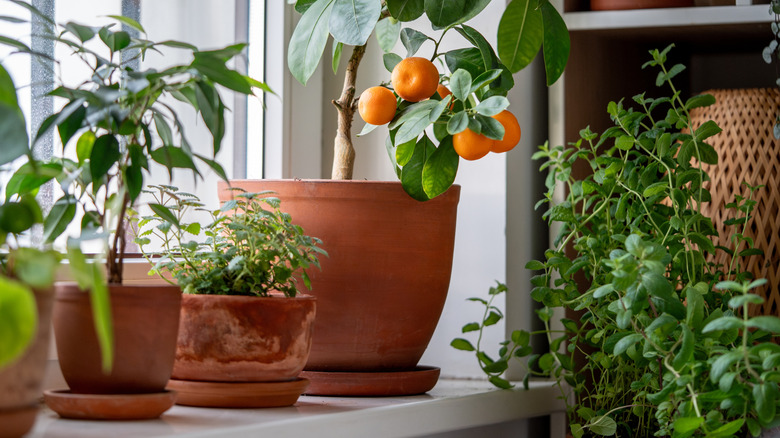 Window sill with indoor plants and herbs including an orange tree