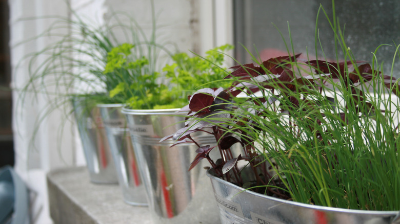 Herbs displayed in a row of metal pots on a shelf indoors