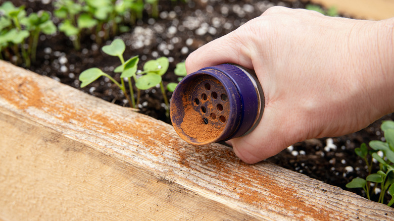 Person sprinkling cinnamon powder around seedling placed in a wooden container