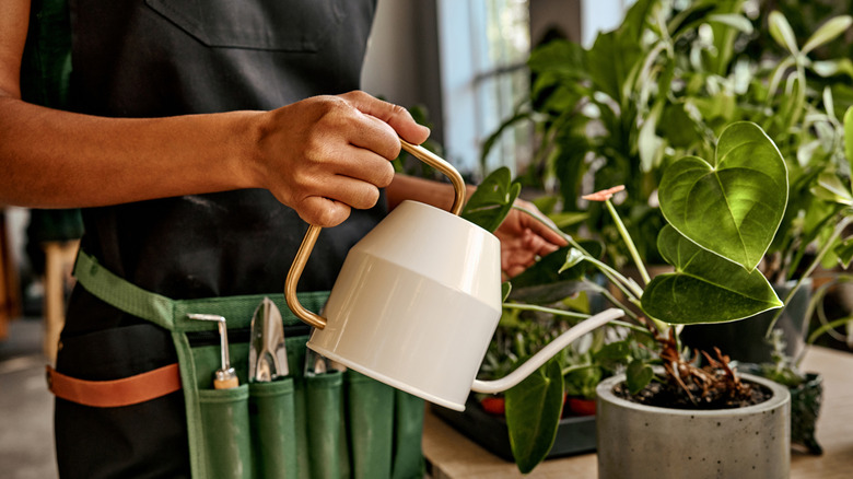 Close up of a person watering indoor plants with a white watering can