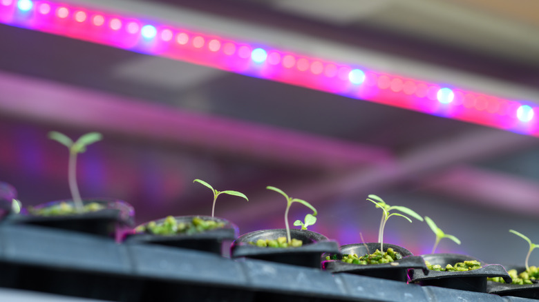 Tomato plant grown indoor under LED white light