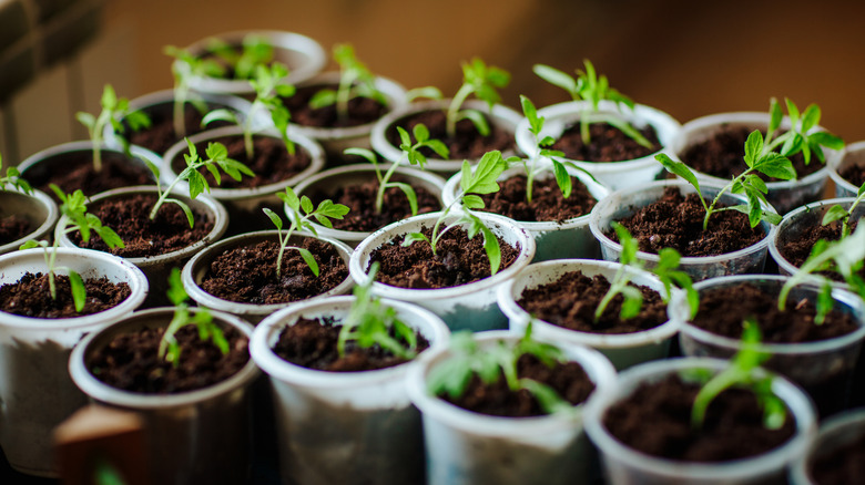 Tray of seedling in white plastic pots