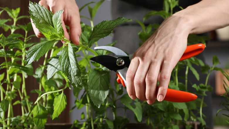 Close up of a person pruning a plant with red clippers