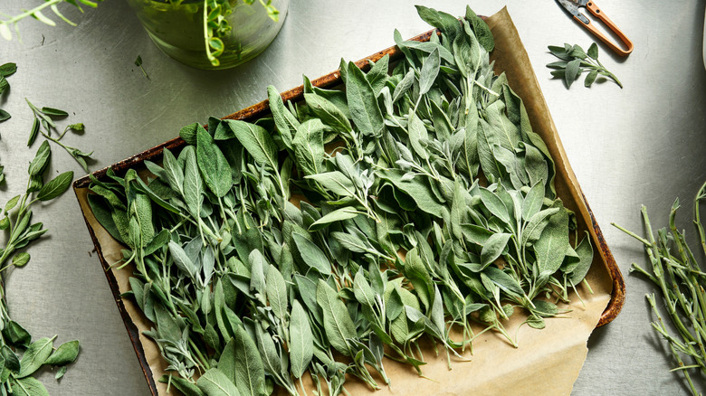 A birds eye view of a wooden tray of sage being dried