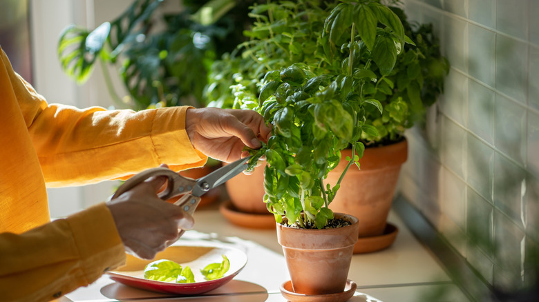Person in a yellow shirt cutting home grown herbs with scissors indoors