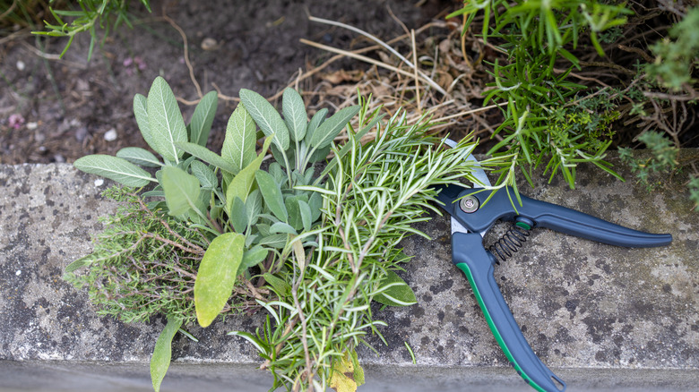 Fresh cut organic herbs, rosemary, sage