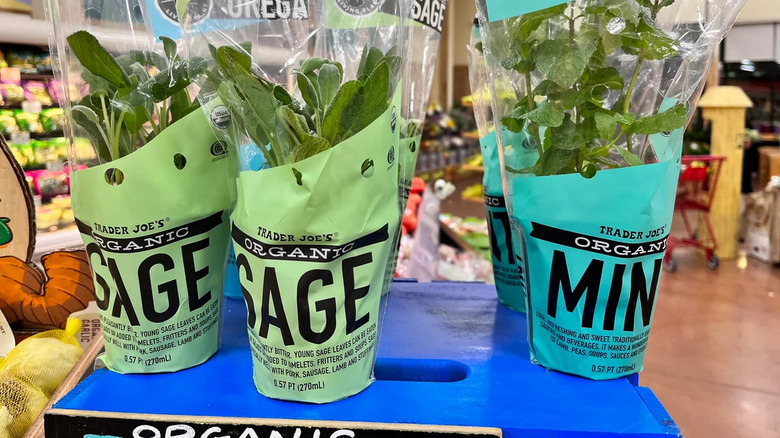Herbs from Trader Joe's on display