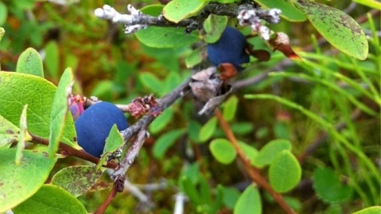 alaska blueberries growing