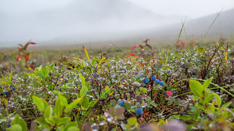 bog blueberries in the wild