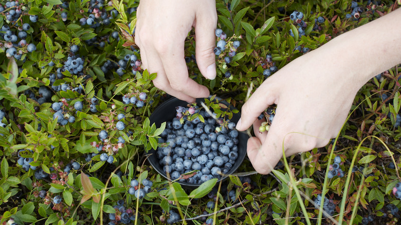 picking lowbush blueberries