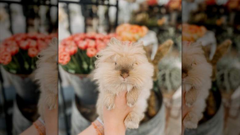 person holding light brown bunny